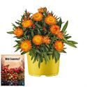 Bild von Ms P12 Bracteantha oranje